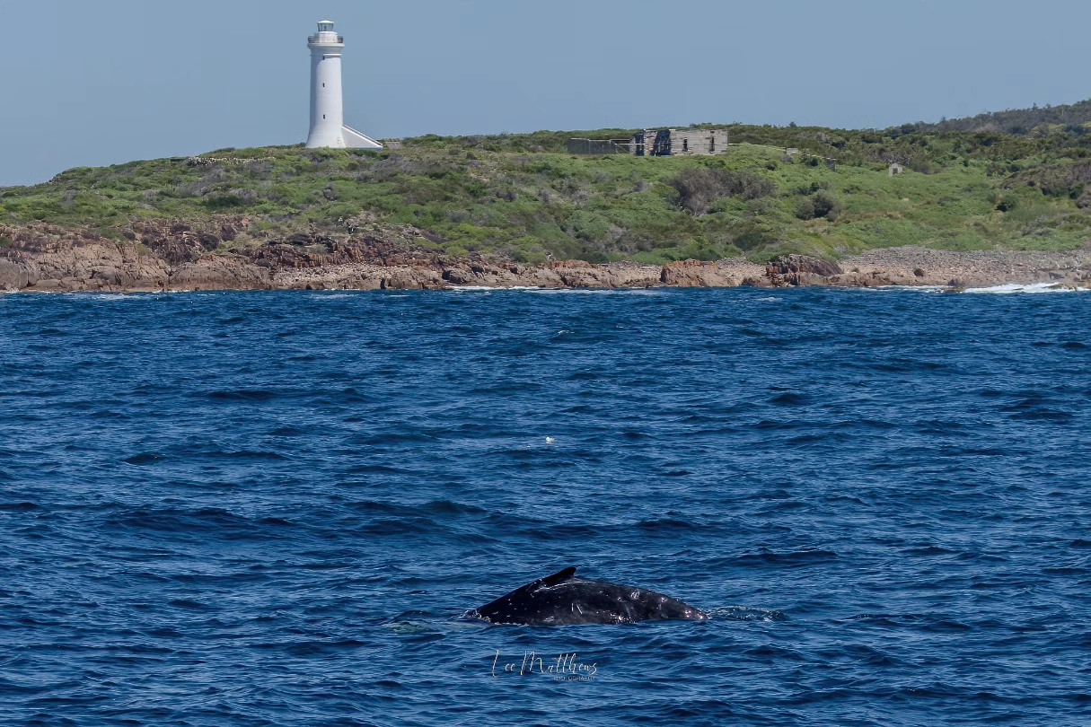 Whale surfacing in ocean near rocky coastline with lighthouse and greenery.