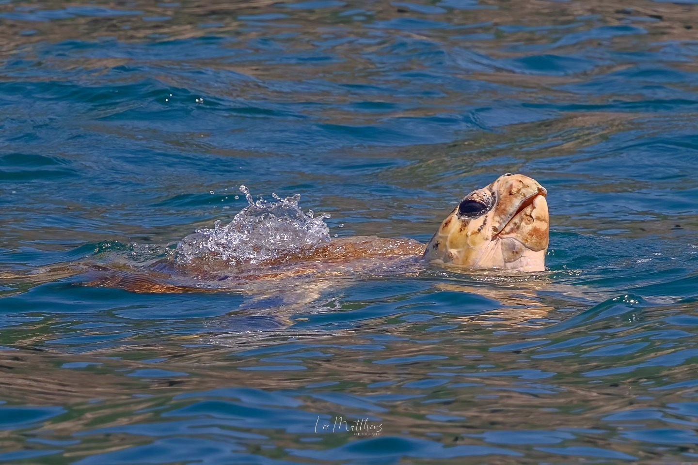 Whale Watching Moonshadow TQC Cruises Port Stephens Lee Matthews