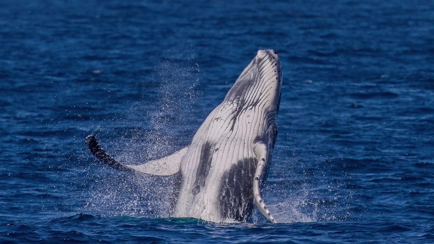 A humpback whale breaching out of the water in a blue ocean.