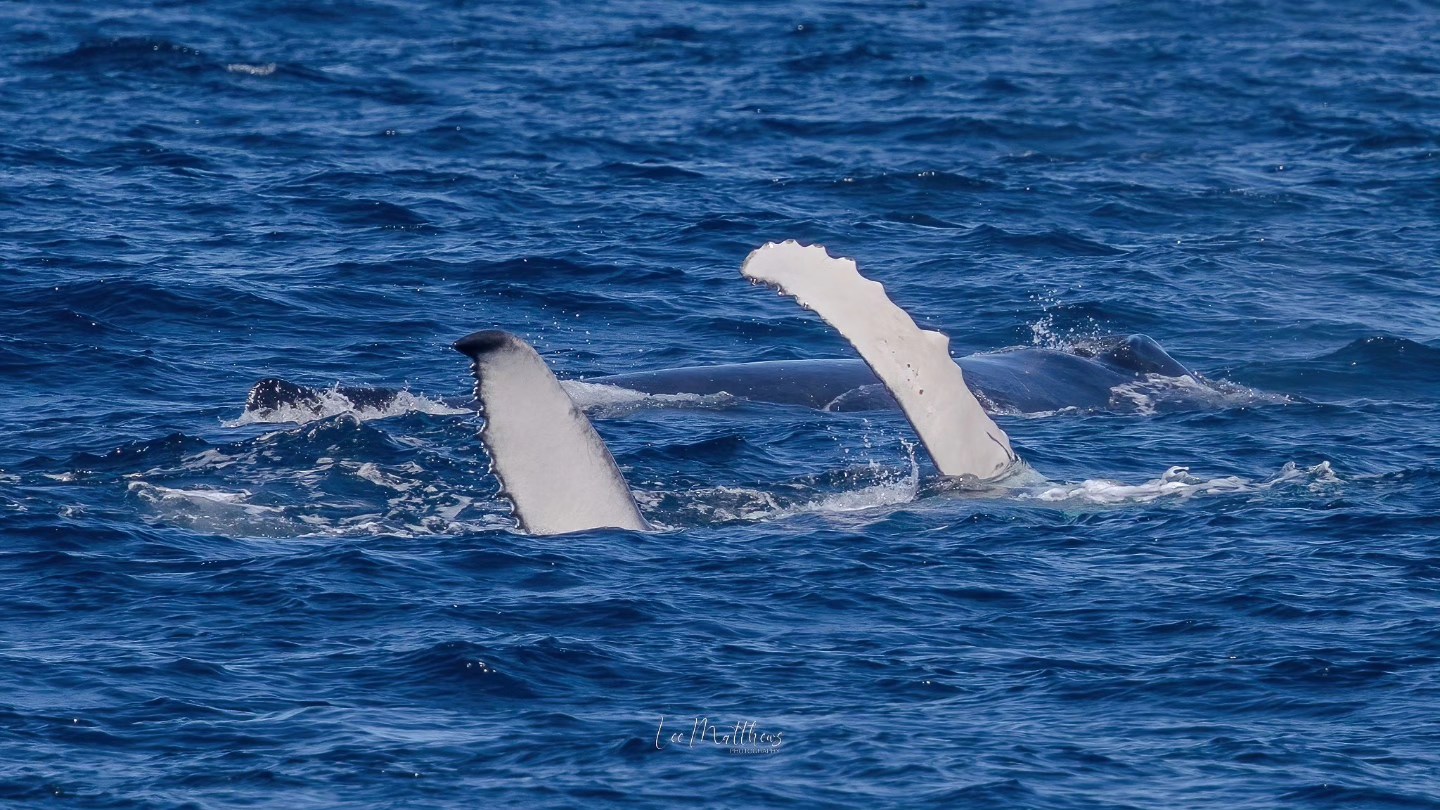 Two whale fins protrude from the ocean surface with blue water around.