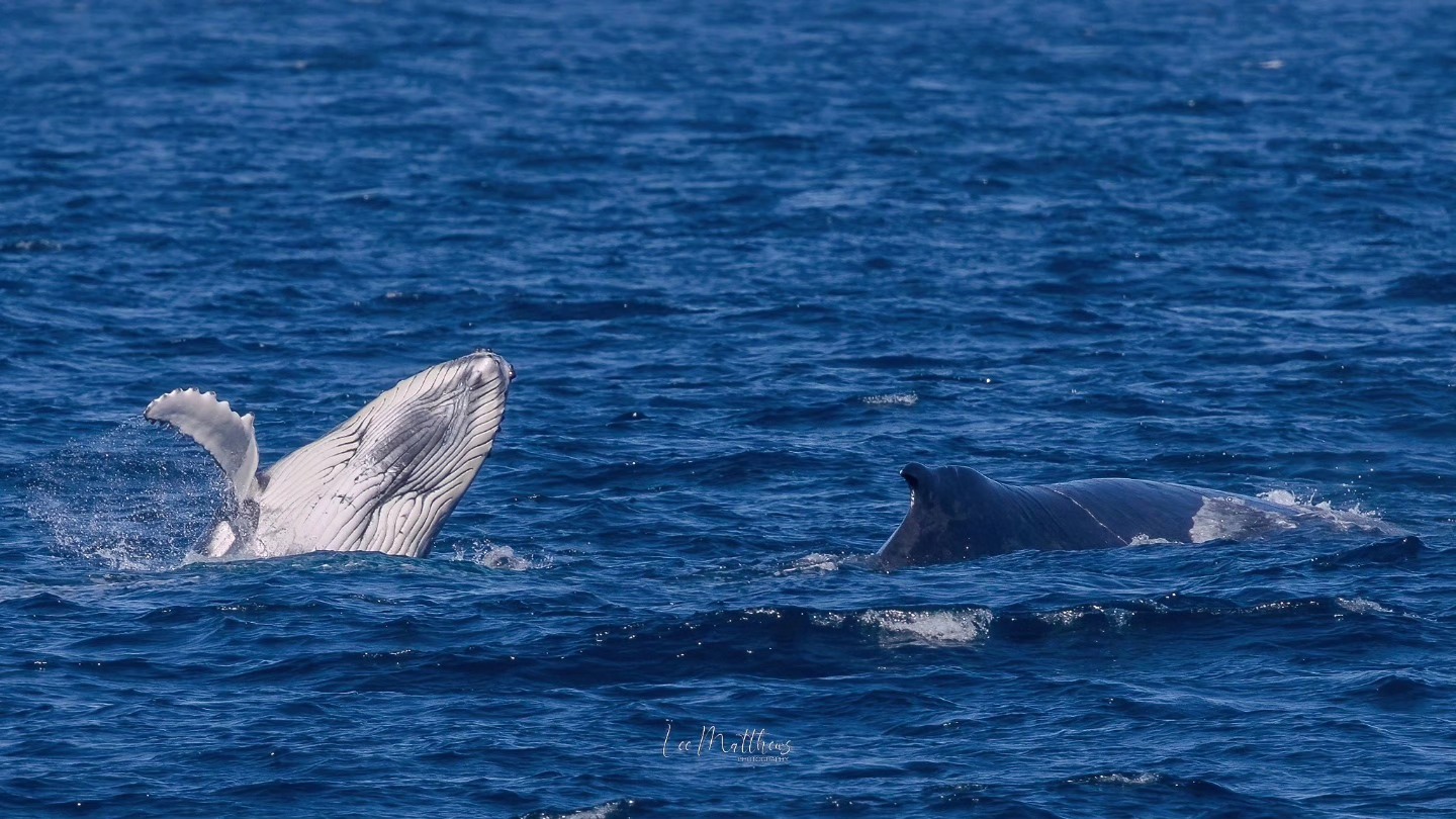 Two whales surfacing in the ocean, one breaching with flippers visible.