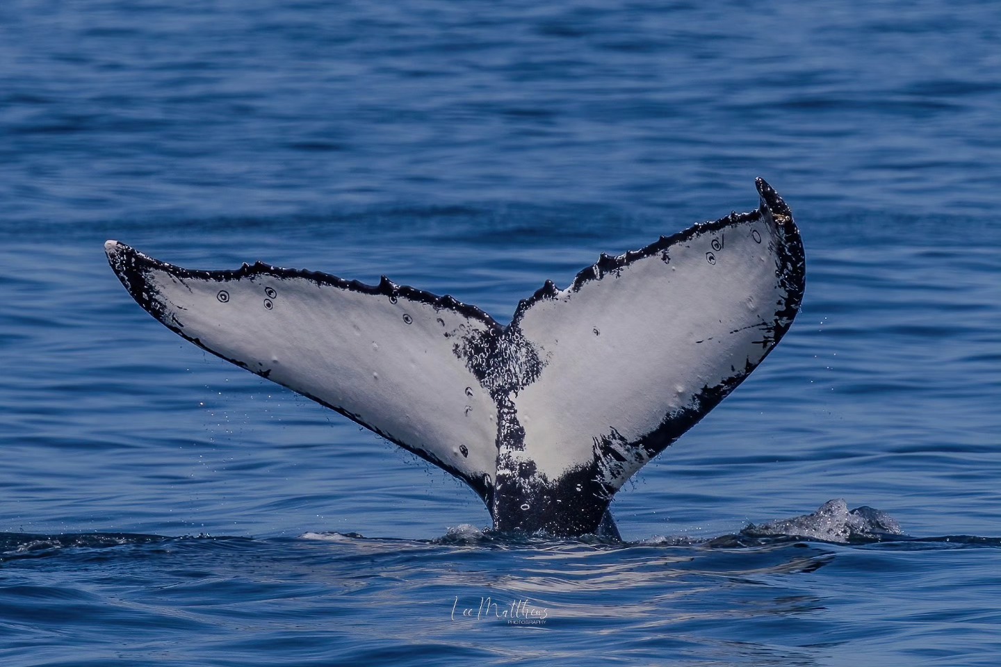 The tail of a whale emerging from the ocean, with water droplets trailing off.