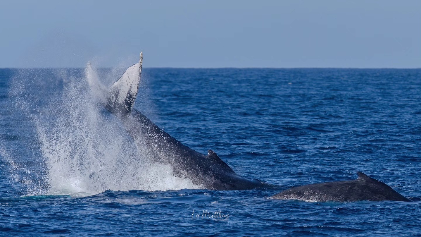 Whale breaching in the ocean, causing a splash, with another whale visible nearby.
