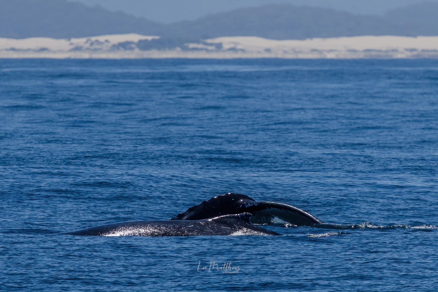 Whale partially submerged in calm ocean with distant sandy shoreline.