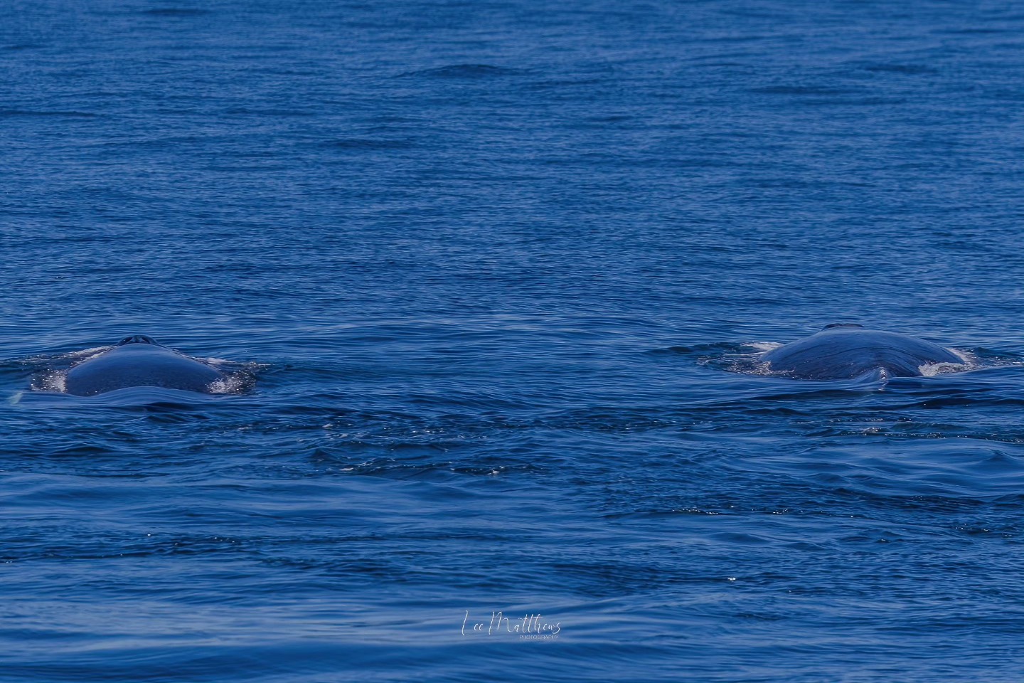 Two whales partially submerged in the ocean, visible backs above the water surface.