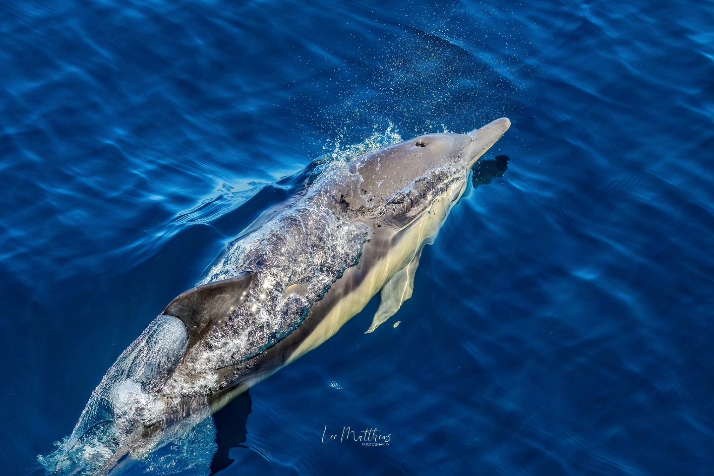 Dolphin swimming just below the water surface with clear blue ocean visible.