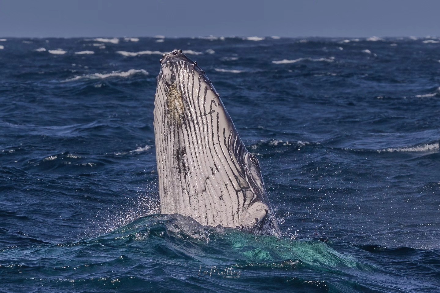 Whale Watching Moonshadow TQC Cruises Port Stephens Lee Matthews