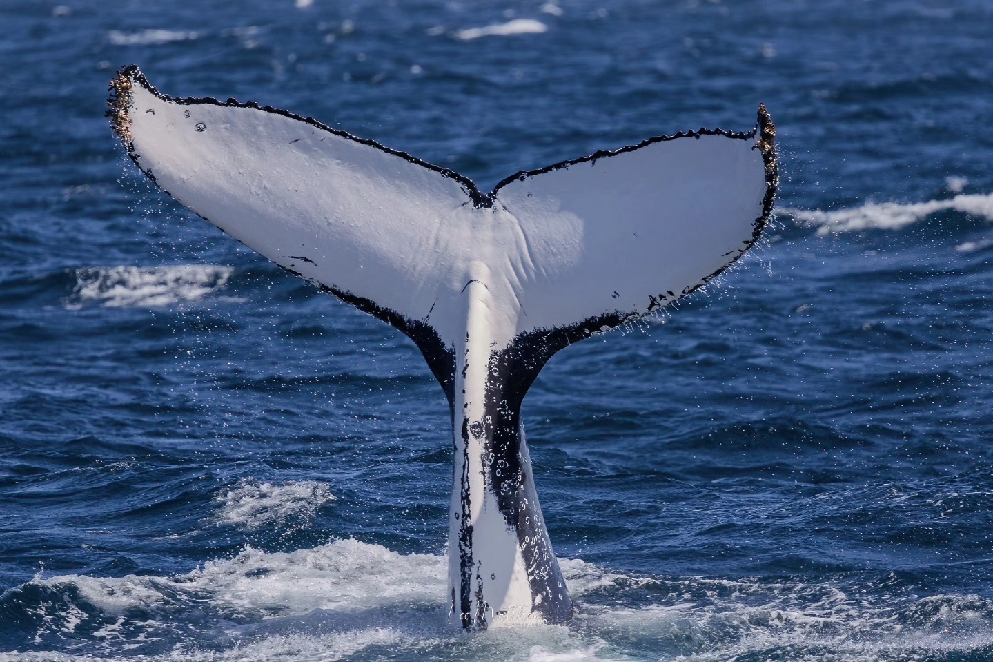 Humpback whale tail above water in ocean with splashes.