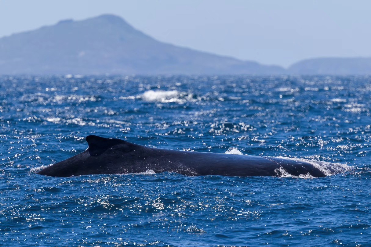 Whale partially submerged in ocean with distant island in background.