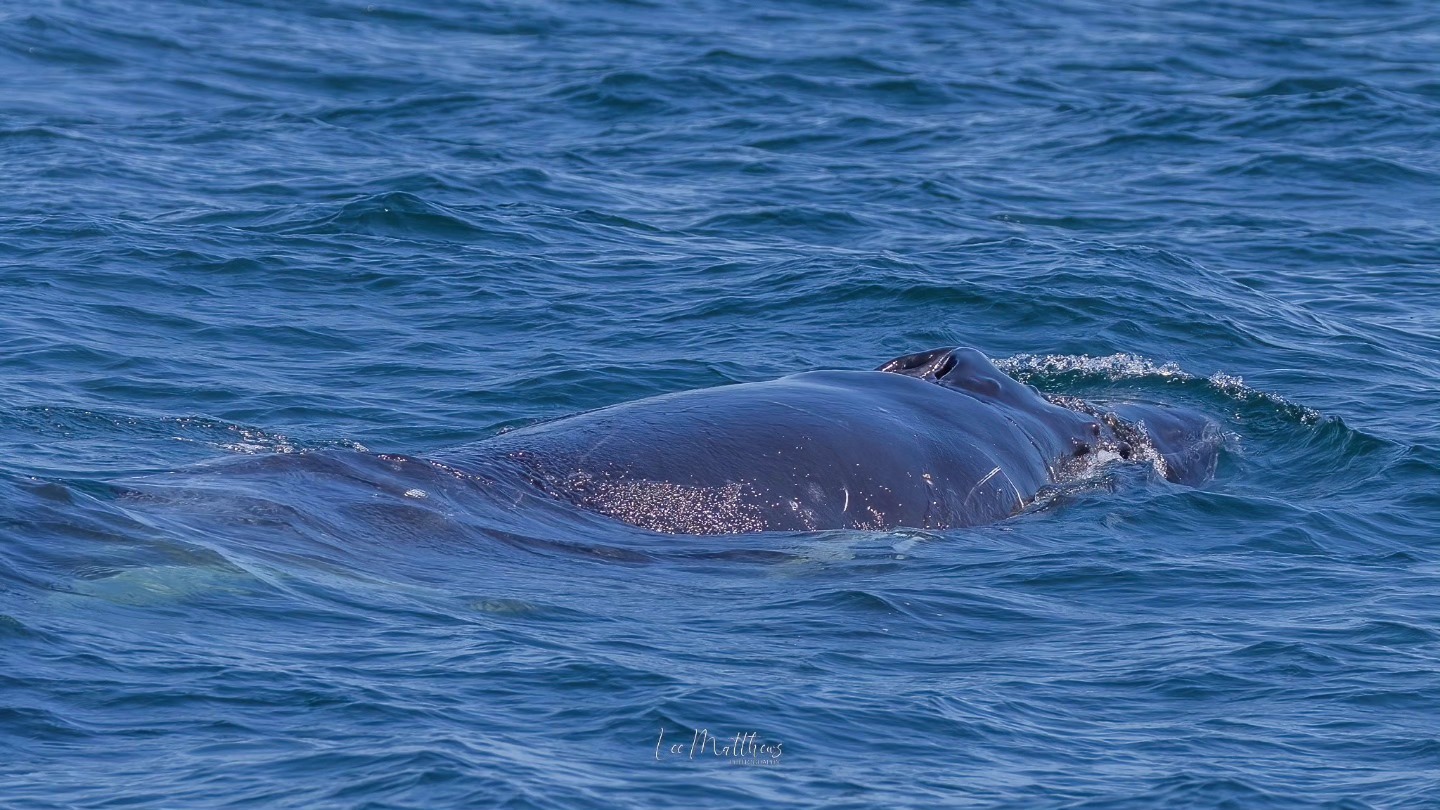 A whale surfacing in blue ocean water with dorsal fin partially visible.