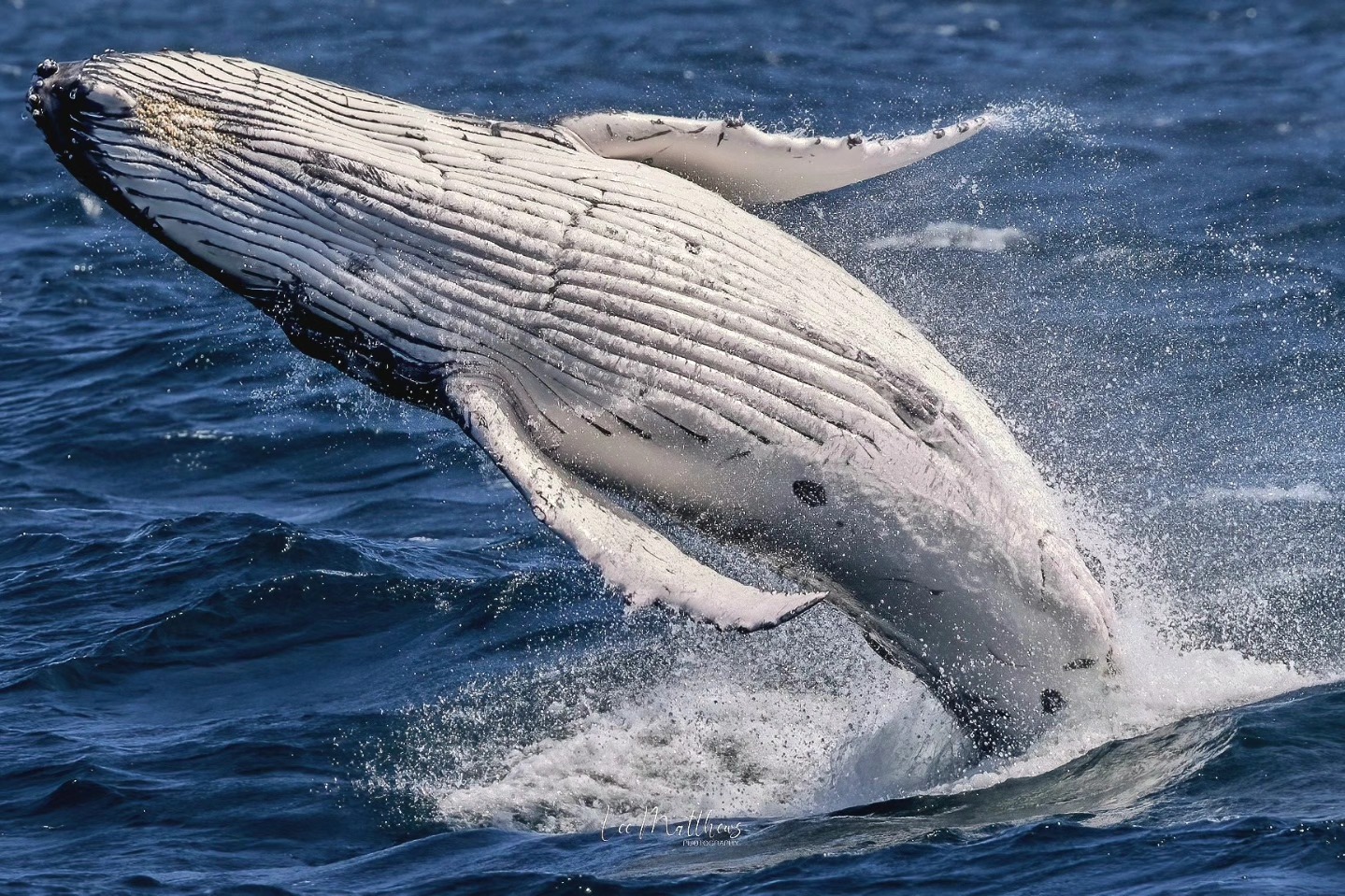 A humpback whale breaching the ocean surface, splashing water.