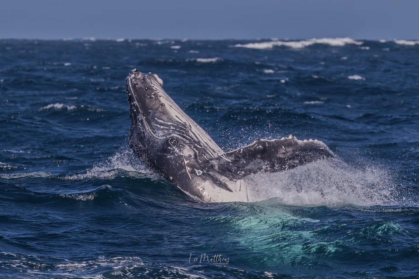 Humpback whale breaching the ocean surface with water splashing around.