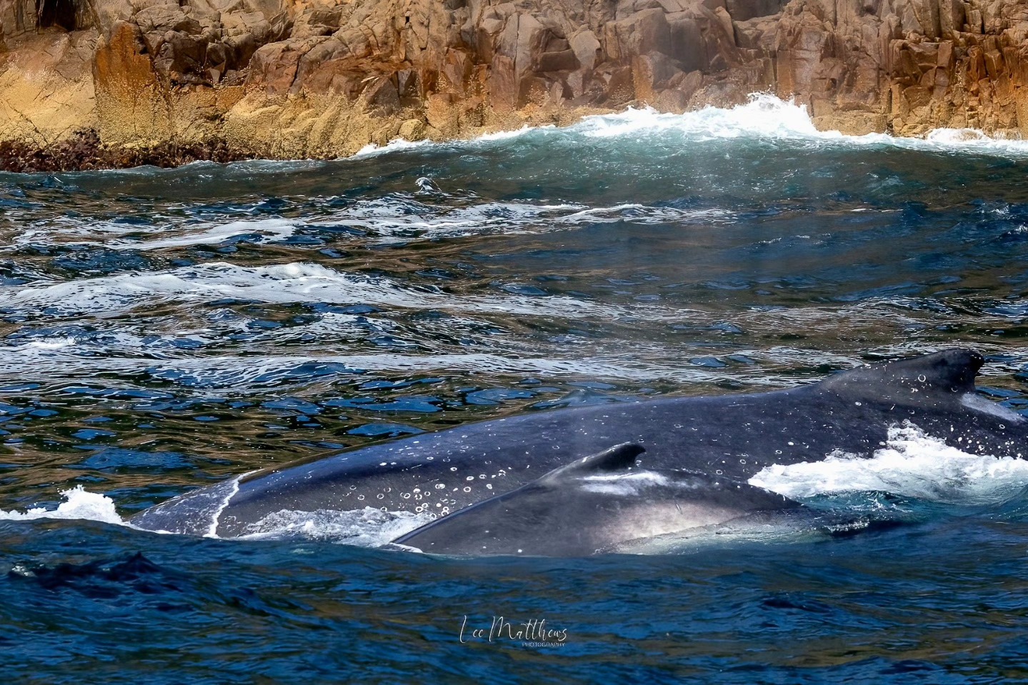 Whale Watching Moonshadow TQC Cruises Port Stephens Lee Matthews