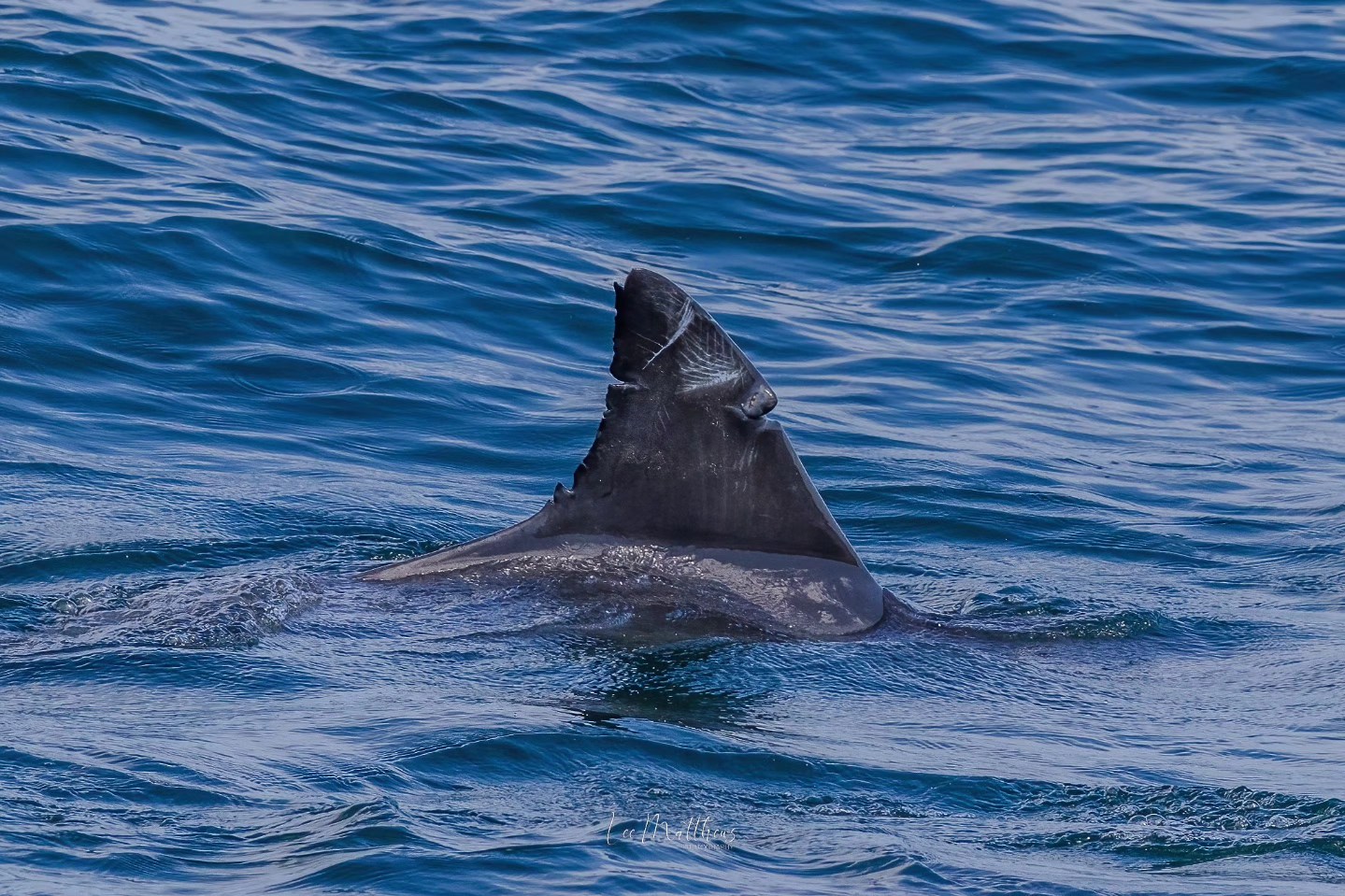 Shark with damaged dorsal fin swimming in the ocean.