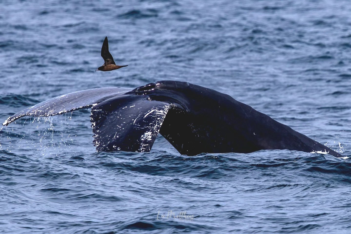 A whale tail surfacing in the ocean with a bird flying above.