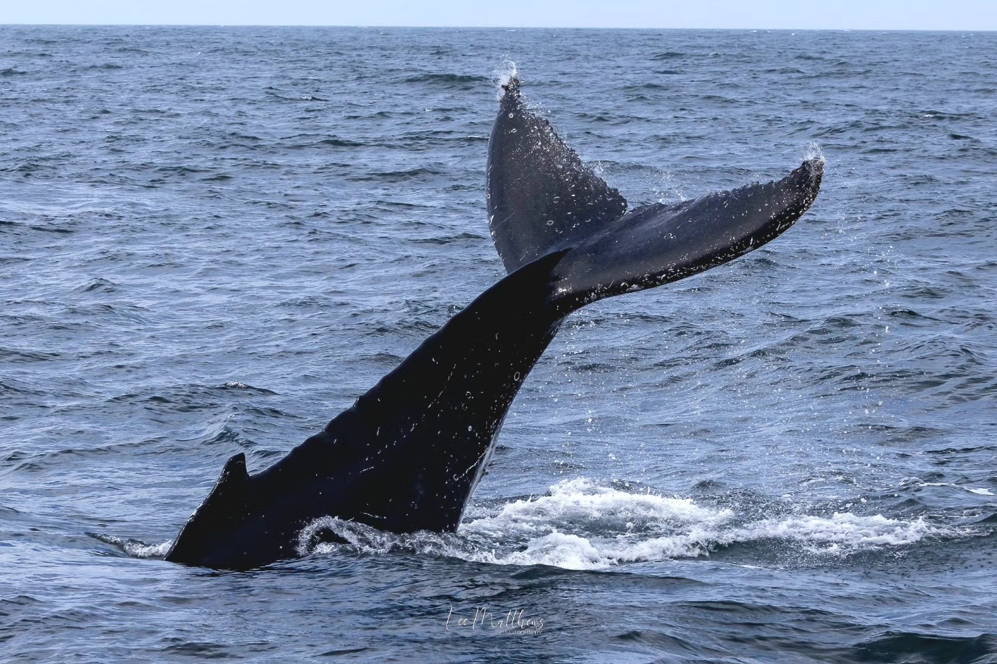 Whale's tail fin emerging from the ocean's surface, surrounded by waves.