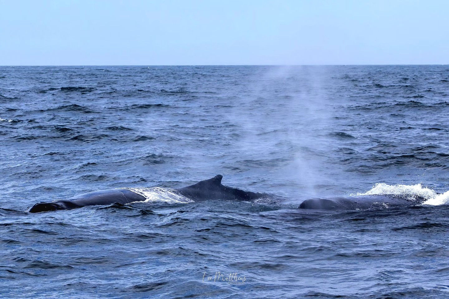 Three whales surfacing and spouting water in the ocean against a clear sky.