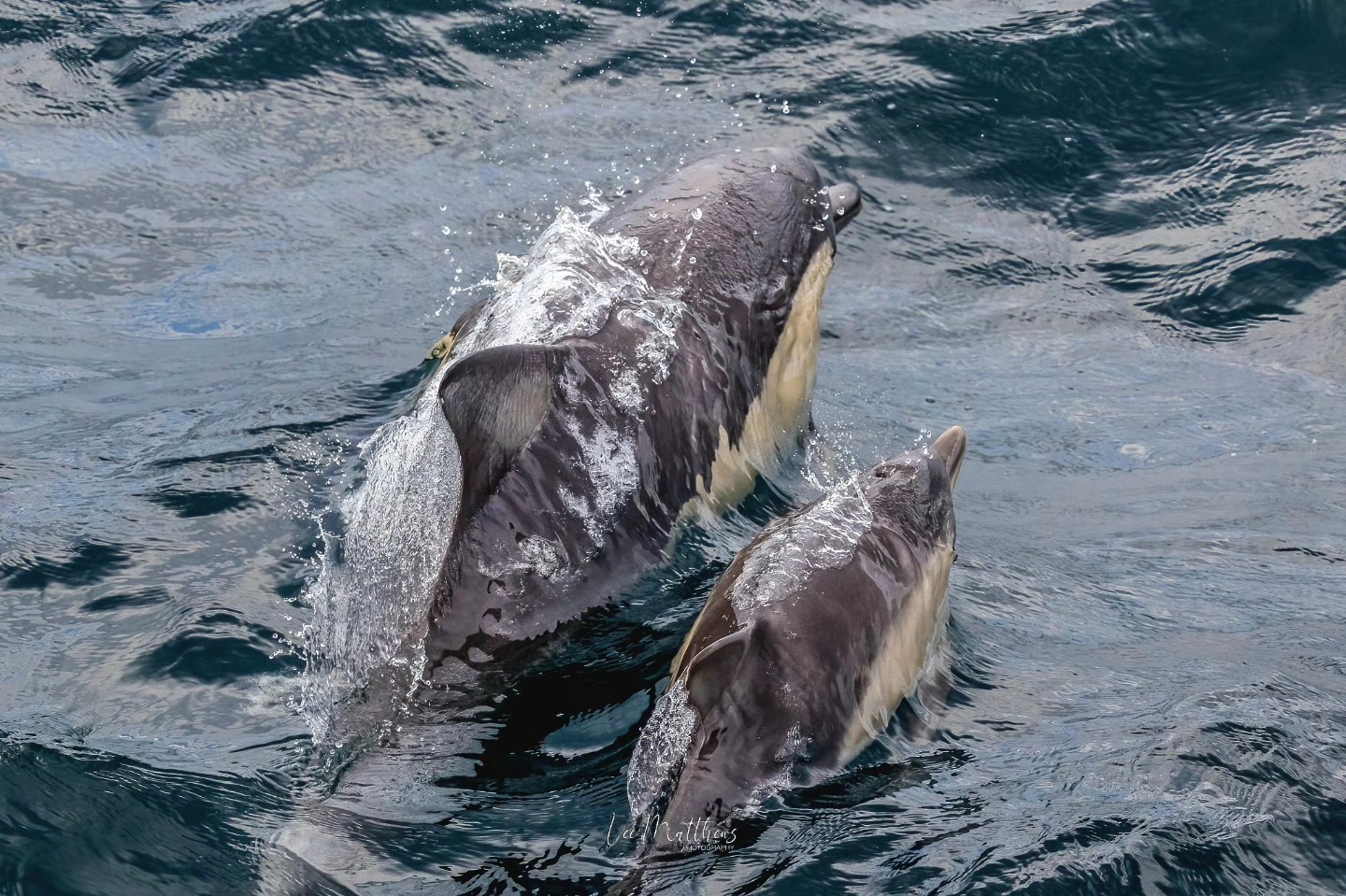 Two dolphins swimming together in the ocean, surfacing with water splashing.