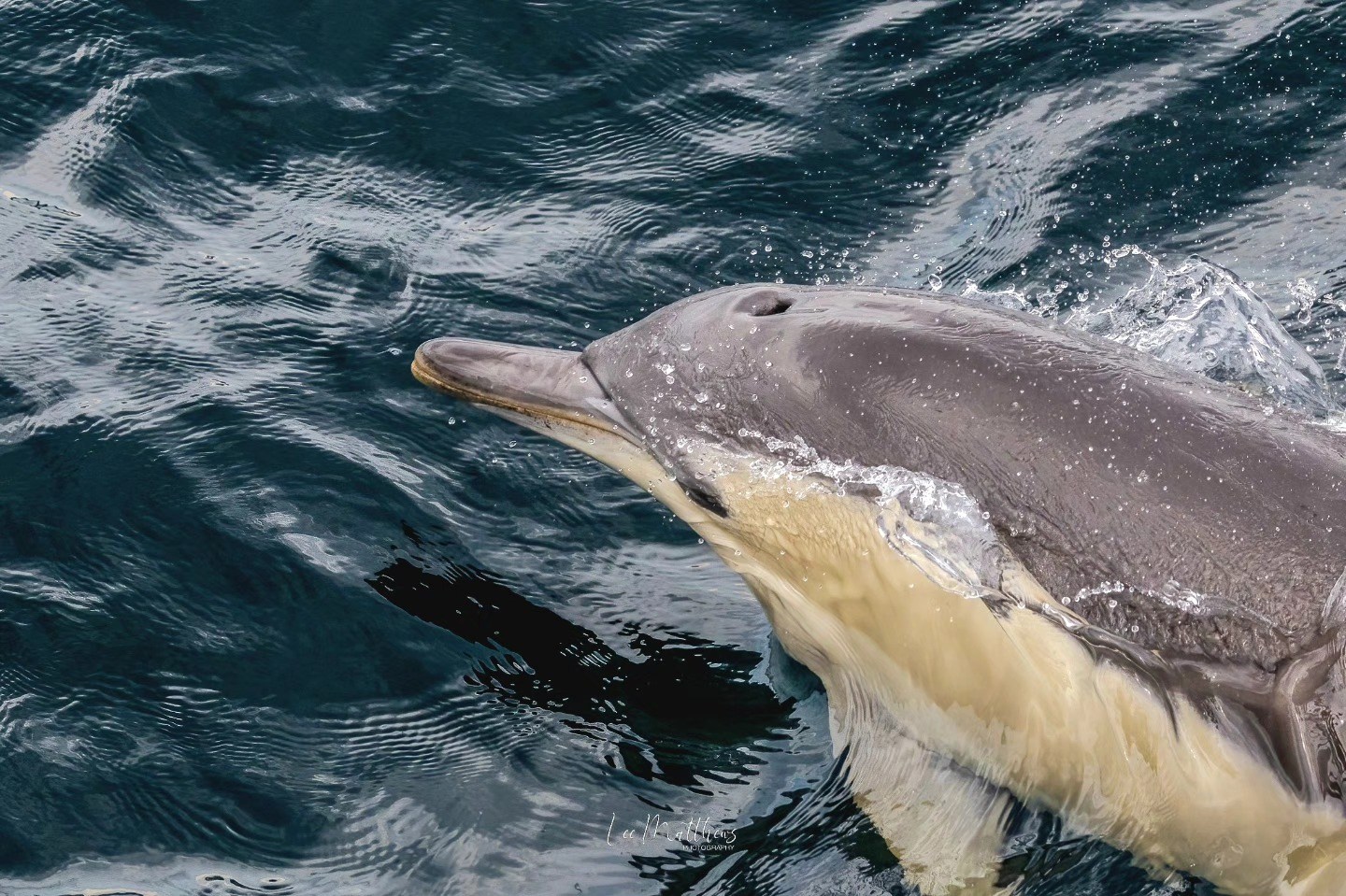 Whale Watching Moonshadow TQC Cruises Port Stephens Lee Matthews