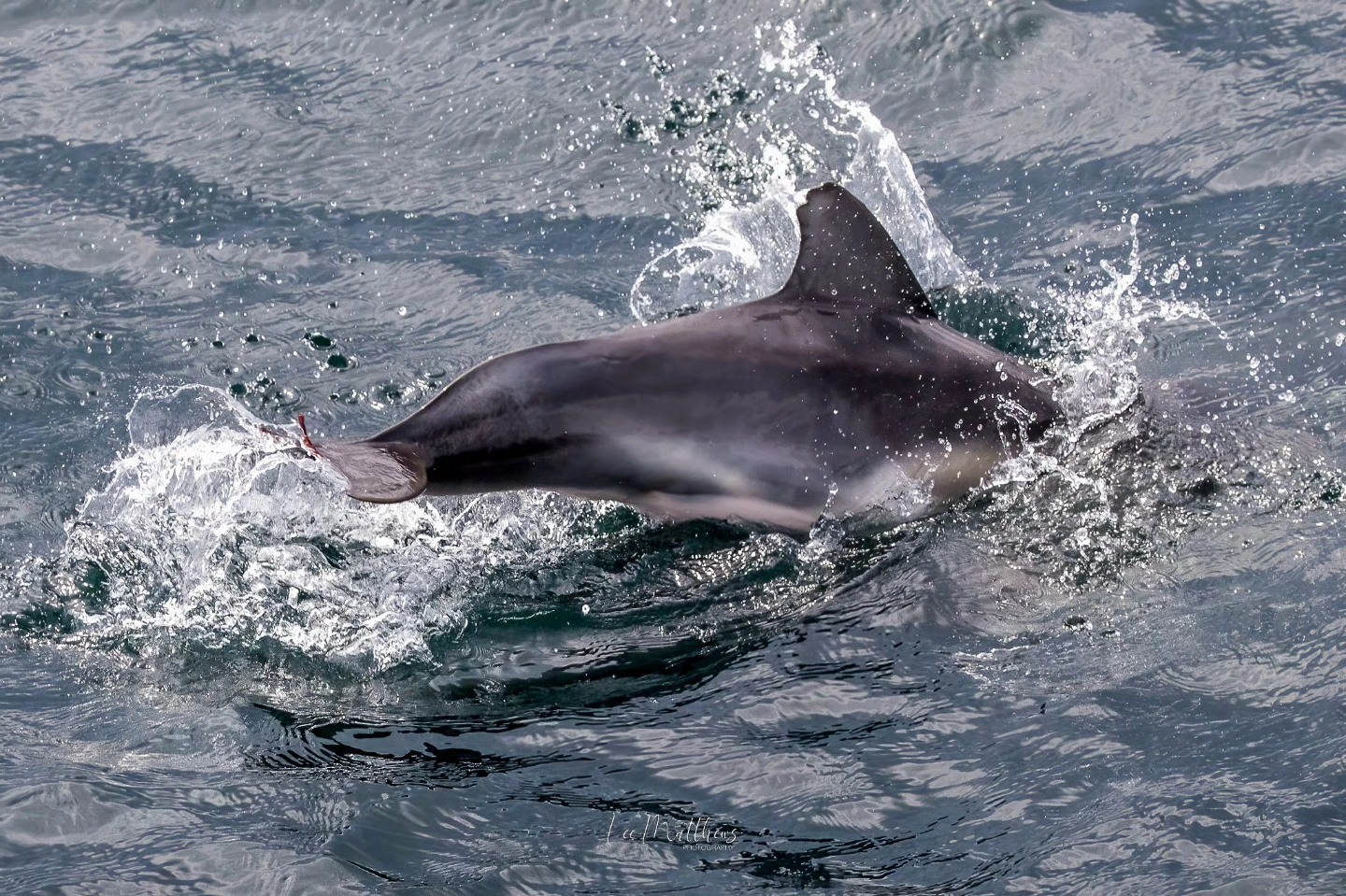 A dolphin swimming in the ocean with water splashing around it.