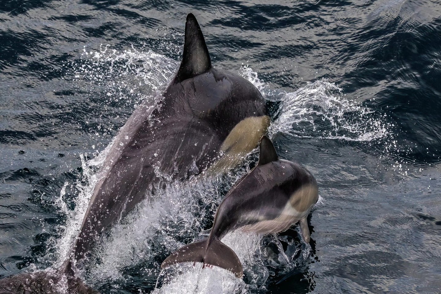 Two dolphins swimming close together in the ocean, creating splashes.