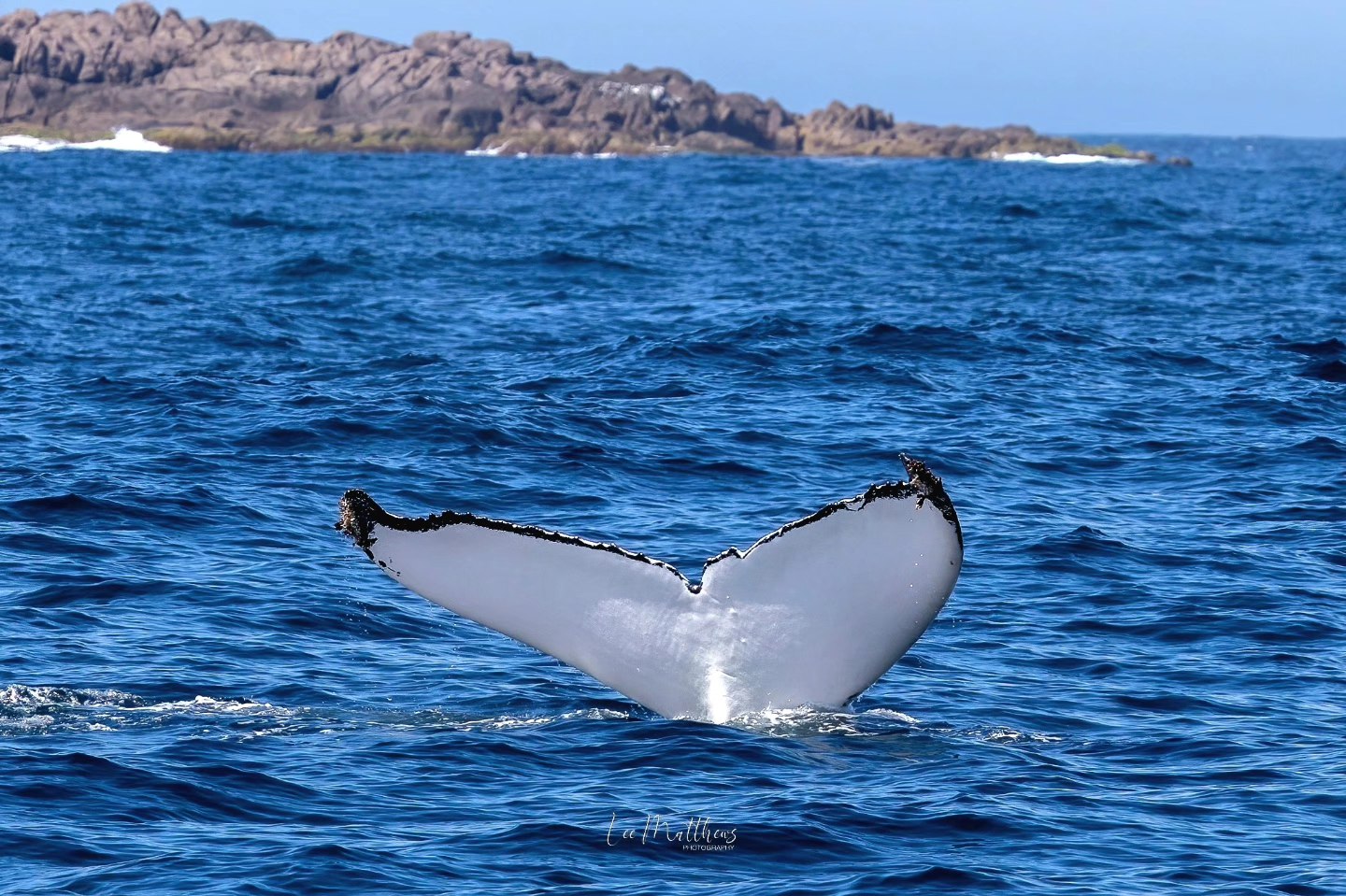 Whale tail above water with rocky shore in the background.
