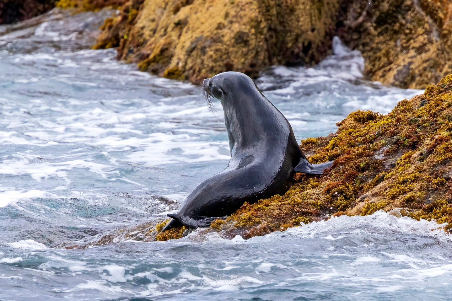 Whale Watching Moonshadow TQC Cruises Port Stephens Lee Matthews 17.10.25 6 Whale Watching Moonshadow TQC Cruises Port Stephens Lee Matthews