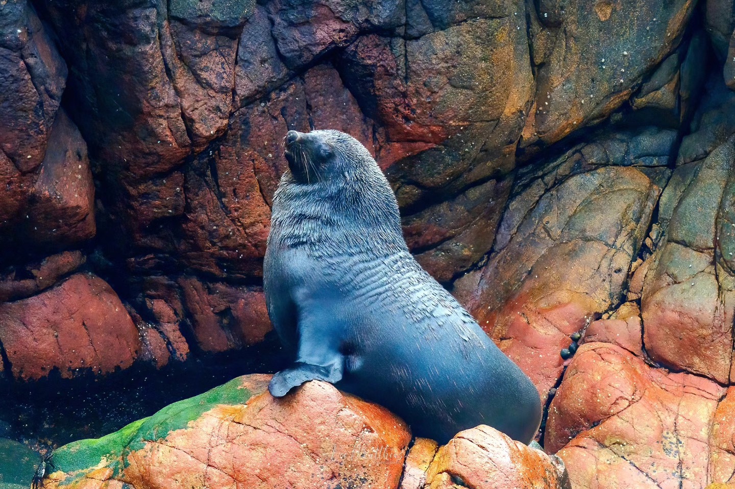 A seal resting on colorful, textured rocks.