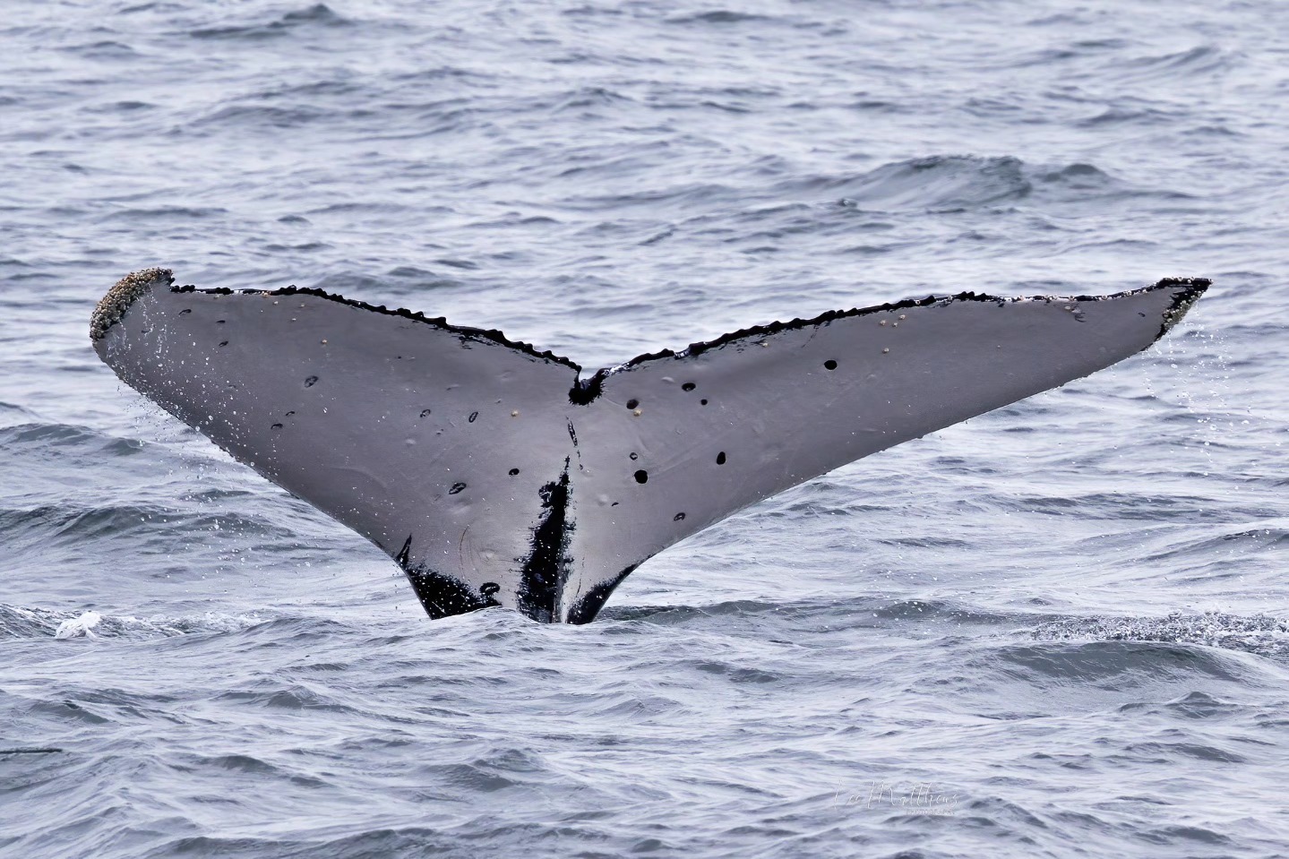 Whale Watching Moonshadow TQC Cruises Port Stephens Lee Matthews