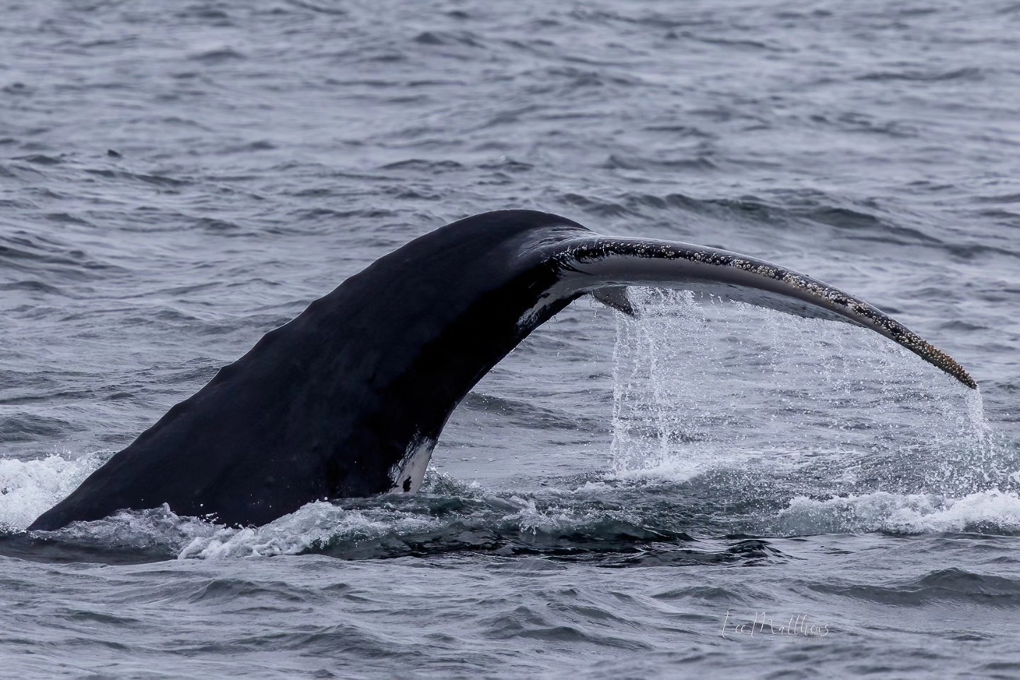 Whale tail above the water surface, water cascading off the fin.