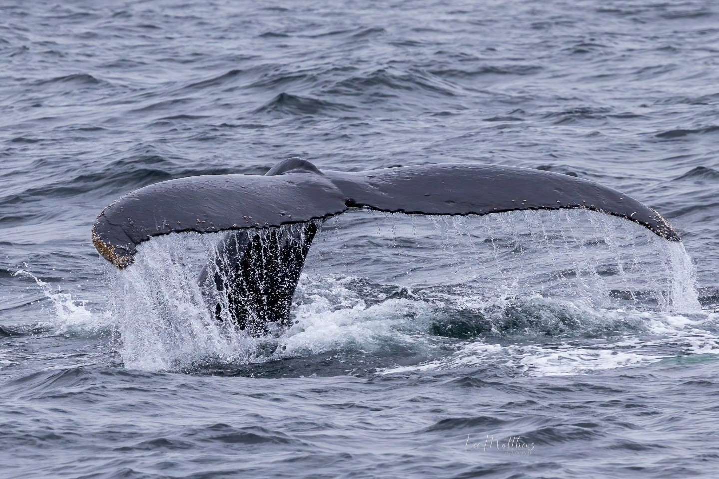 Whale tail emerging from ocean water with droplets cascading down.