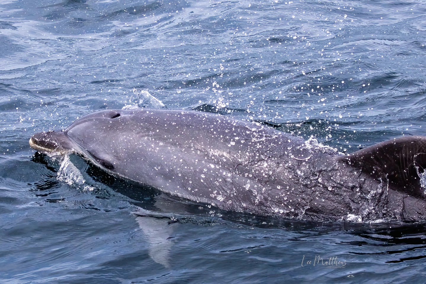 Dolphin swimming in the ocean with water splashing around its body.