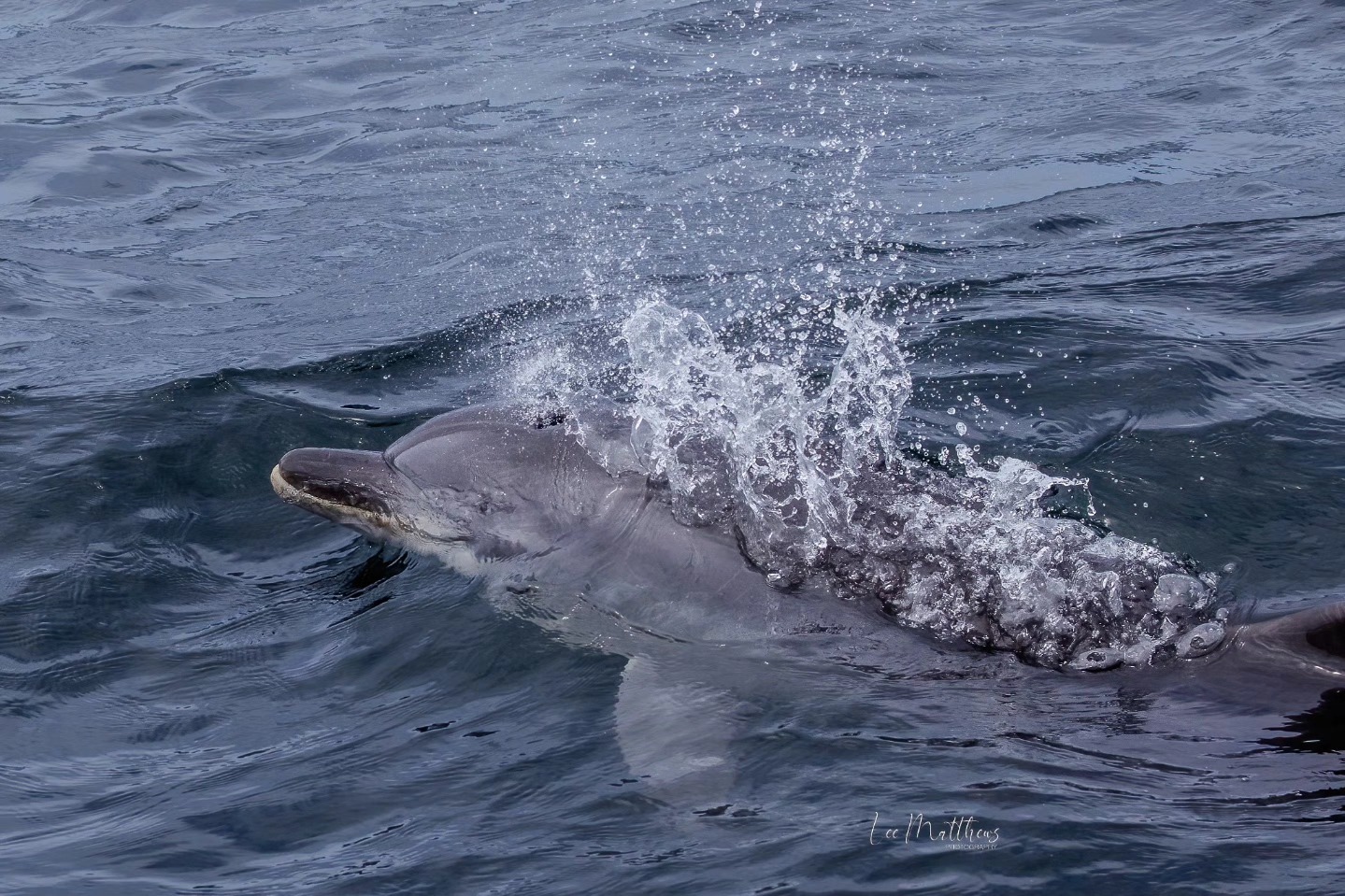 A dolphin swimming on the water surface with splashes around its body.