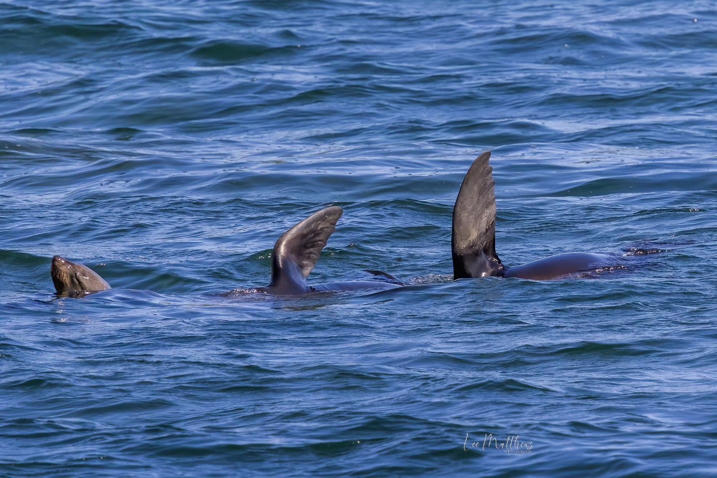 Two sea lions floating on their backs with flippers in the air.