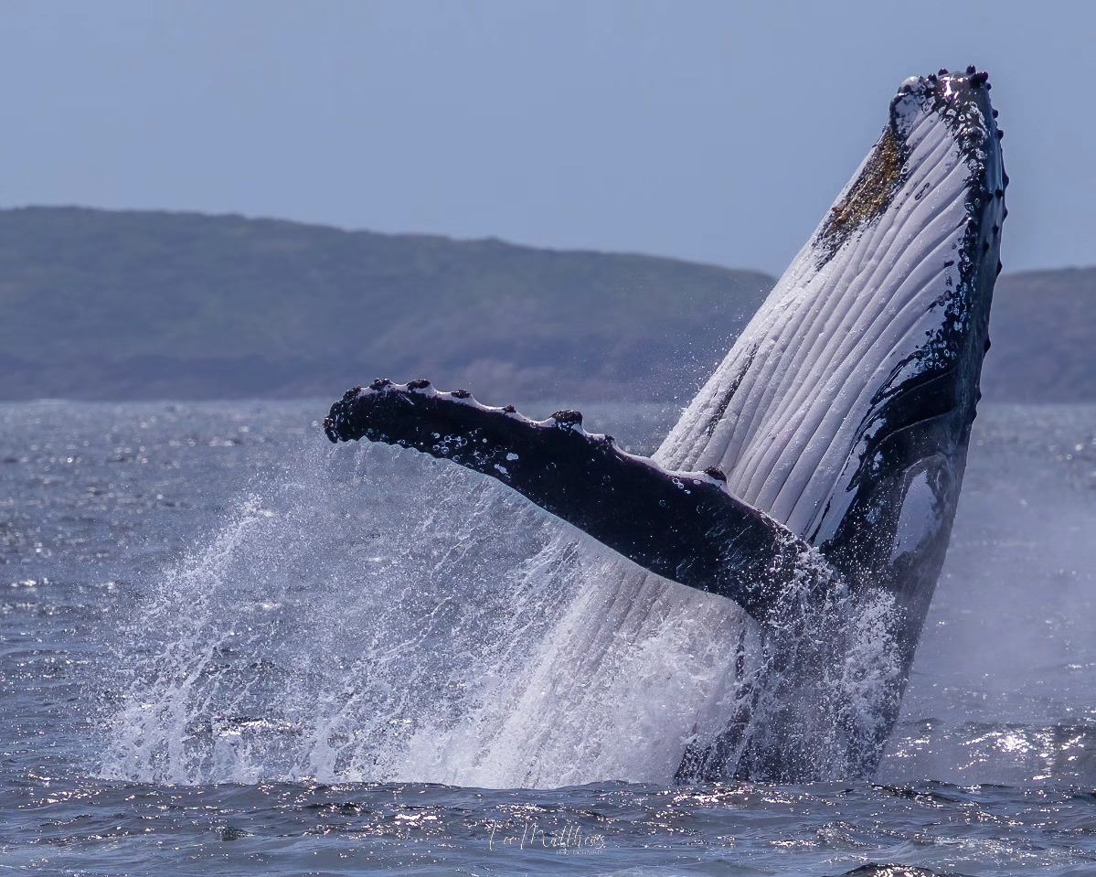 Whale Watching Moonshadow TQC Cruises Port Stephens Lee Matthews