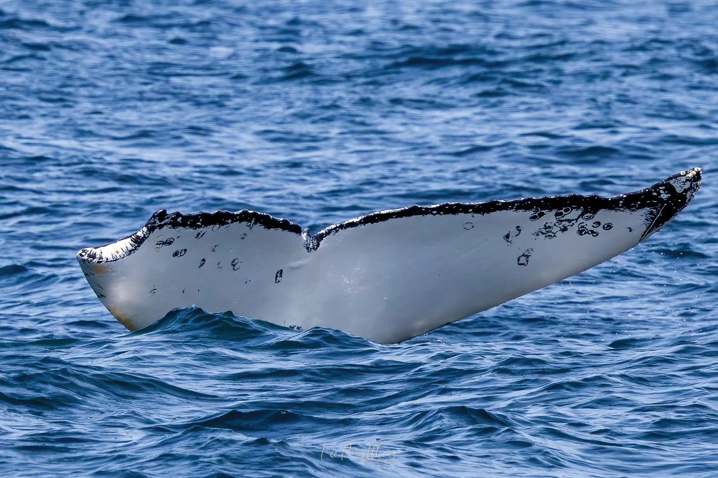 Close-up of a whale's tail above the ocean surface, with a speckled pattern on the fluke.