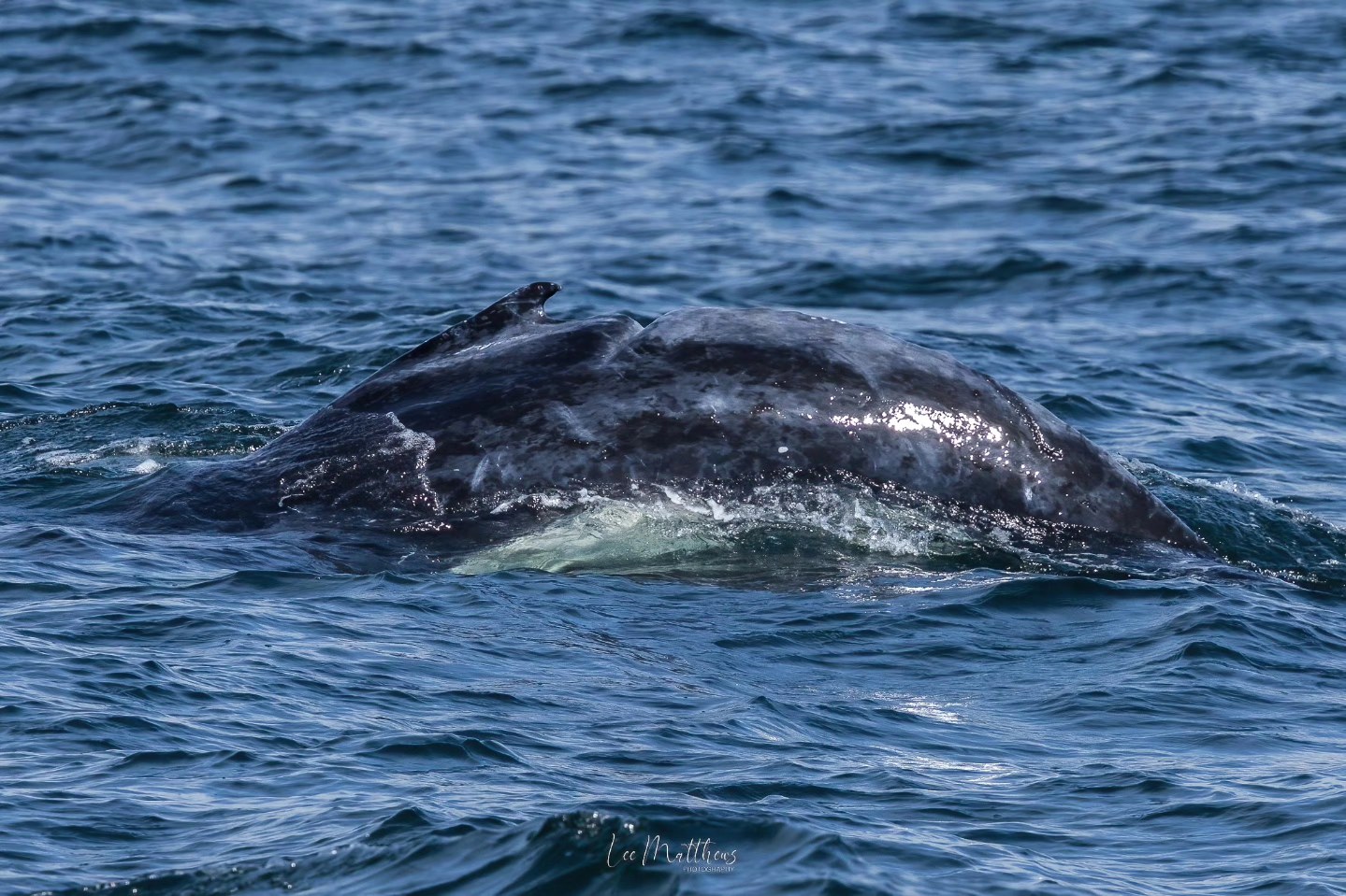 Close-up of a whale's back surfacing above the ocean water.