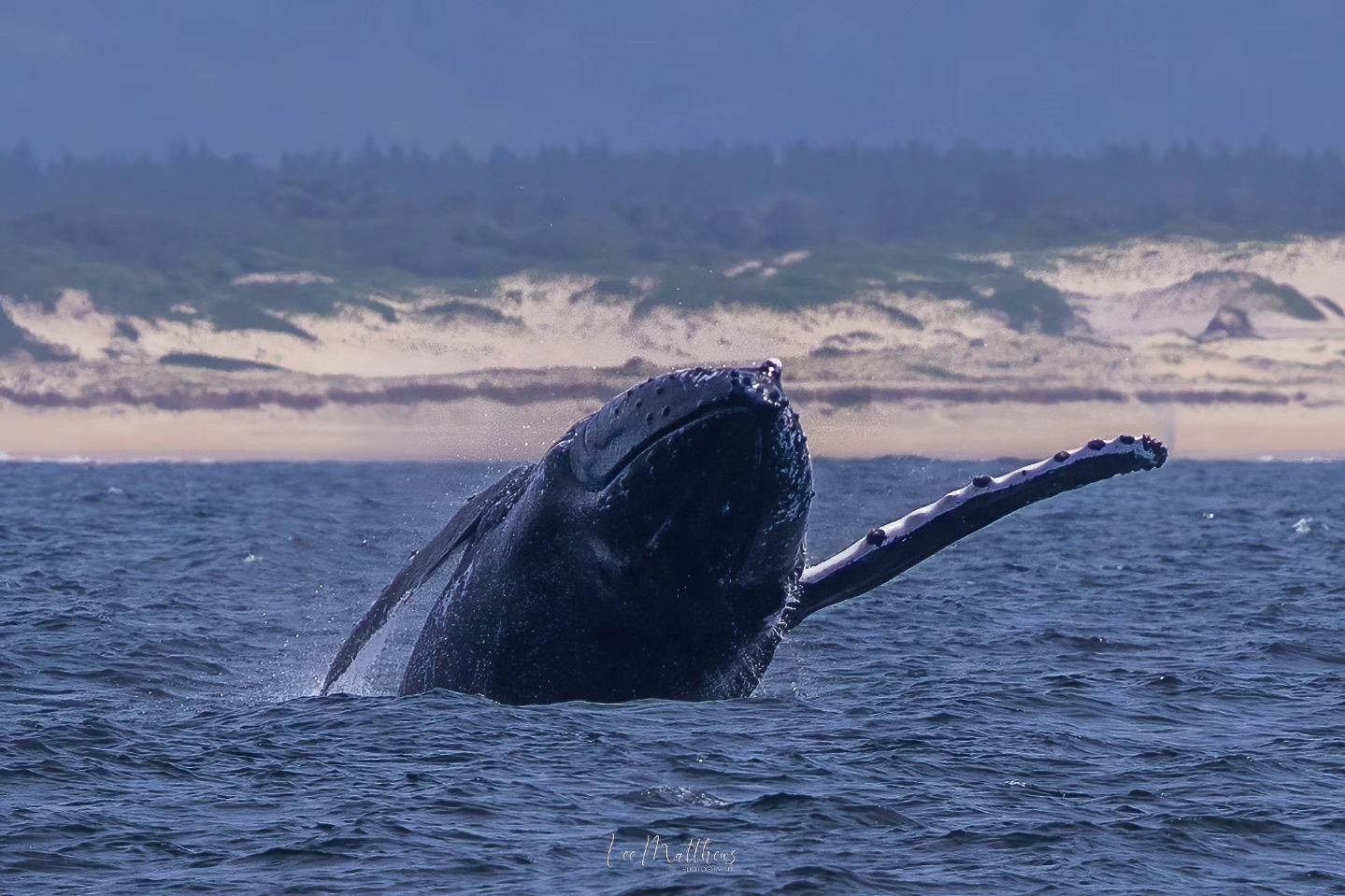 Humpback whale breaching near a sandy coastline under a blue sky.