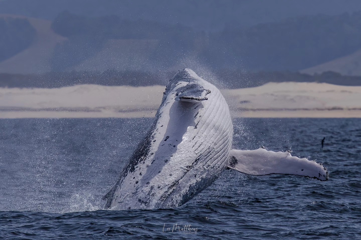Humpback whale breaching, splashing water, with a coastal landscape in the background.