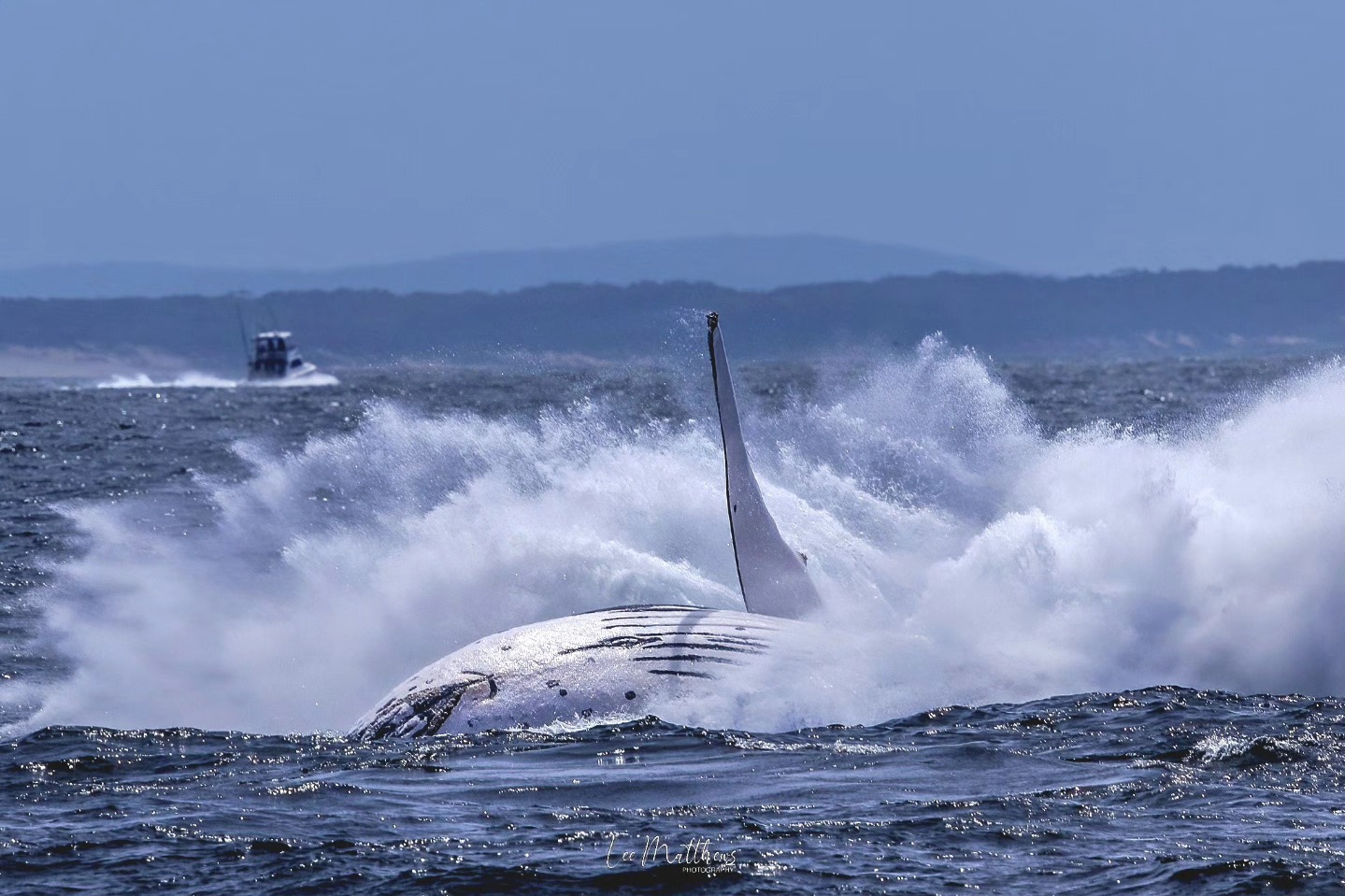 Whale breaching with water splashing, boat in the background.