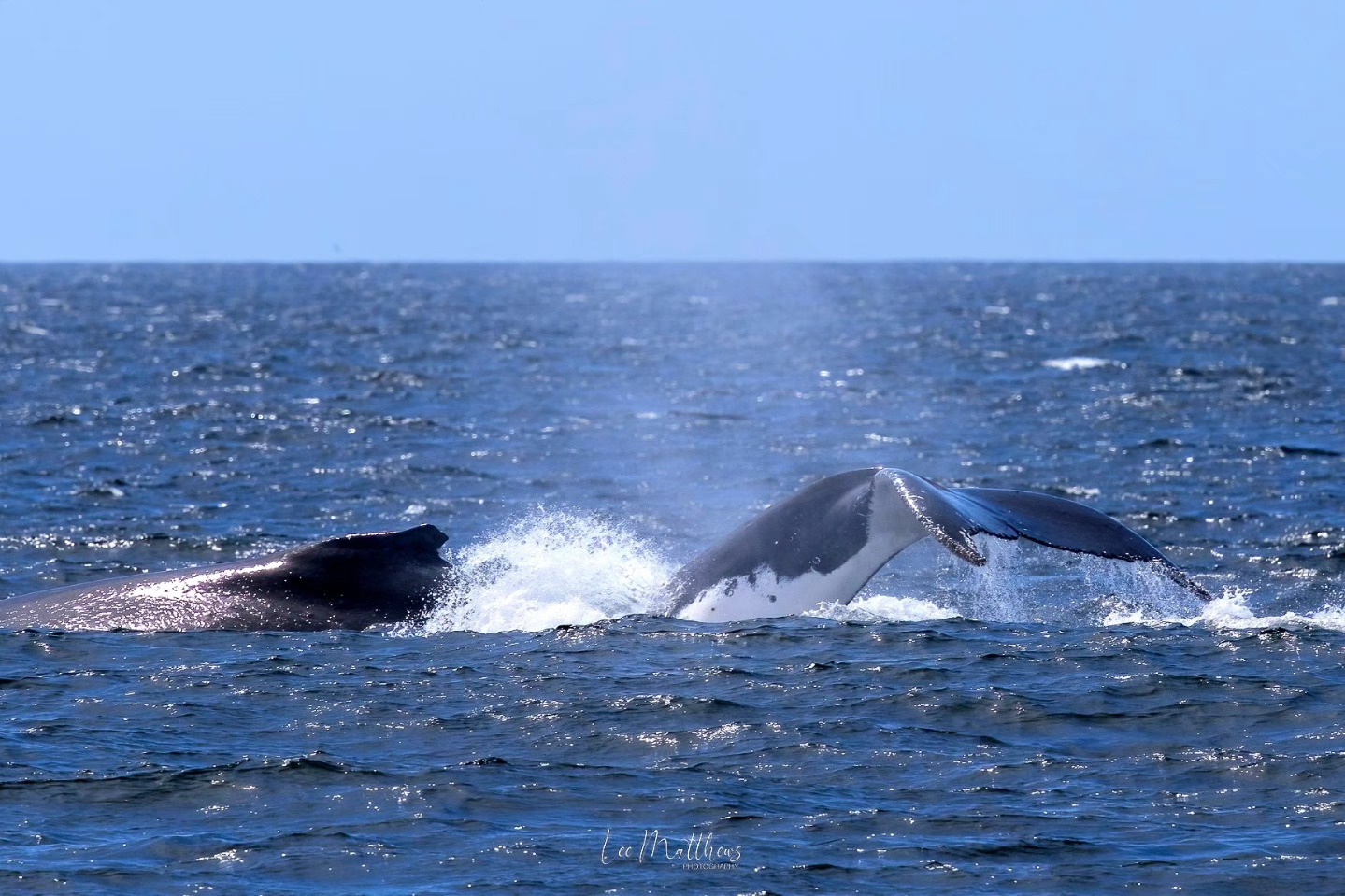 Two whales partially submerged in the ocean, one showing its tail fin above the water.