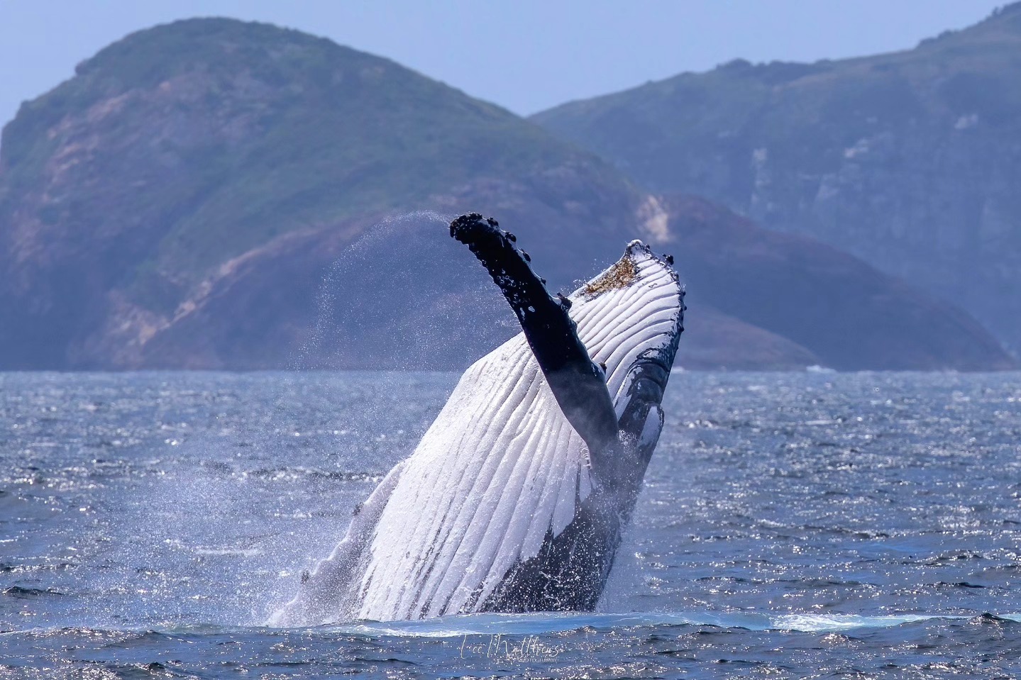 Humpback whale breaching in ocean with rocky hills in the background.