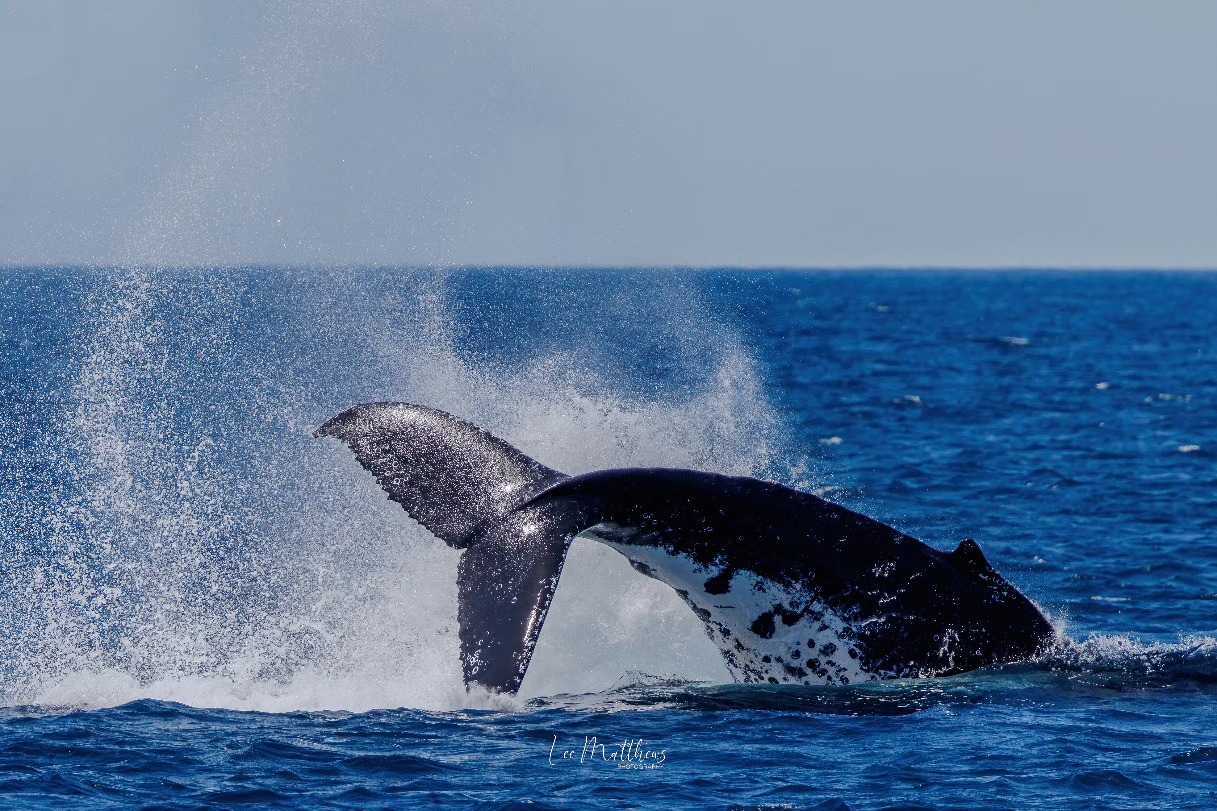 Whale tail breaching ocean surface, splashing water, under clear blue sky.