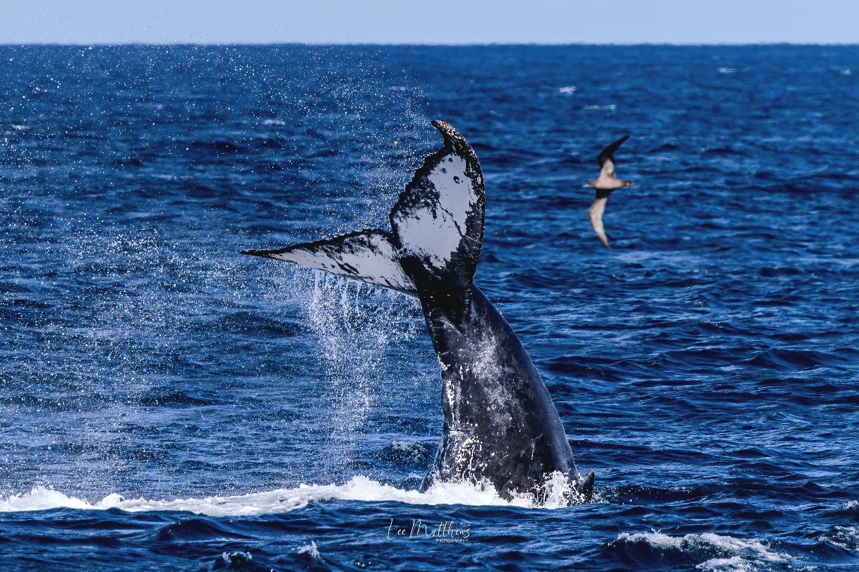 Whale tail splashing in ocean with a bird flying nearby under a clear blue sky.