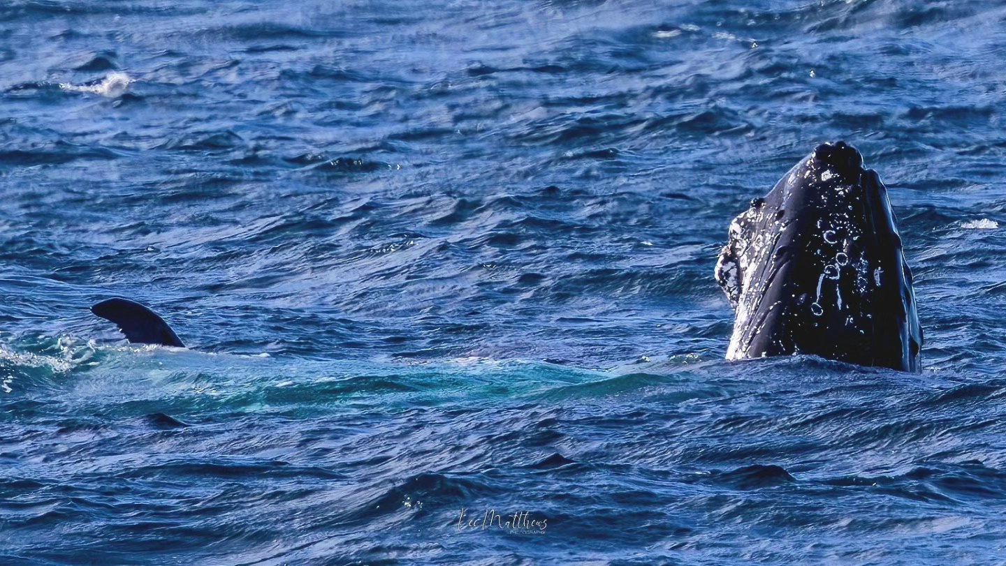 Whale surfacing with head and fin visible above choppy ocean water.