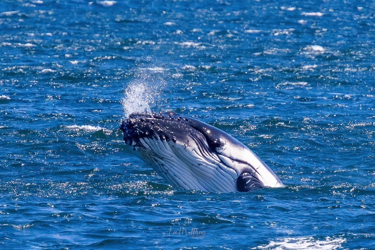 Whale Watching Moonshadow TQC Cruises Port Stephens Lee Matthews