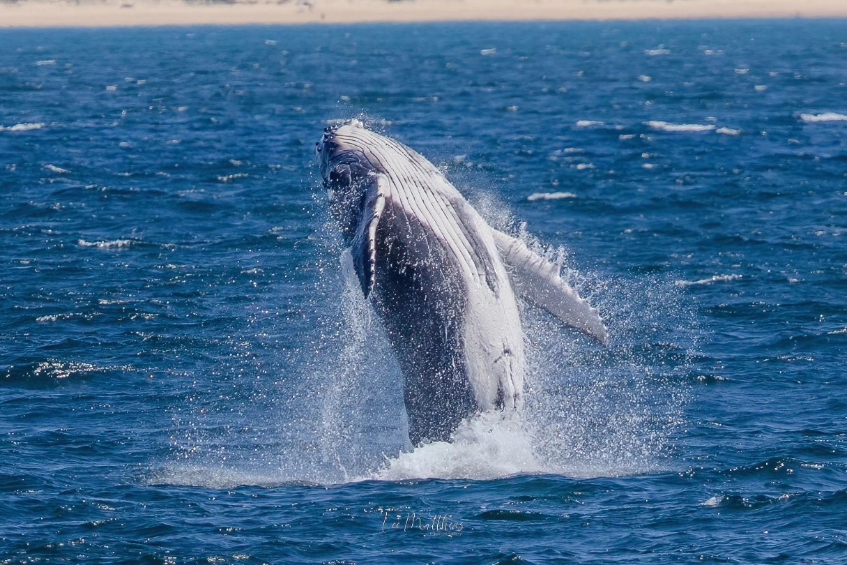 Humpback whale breaching water surface, splashing around in the ocean with shoreline in background.