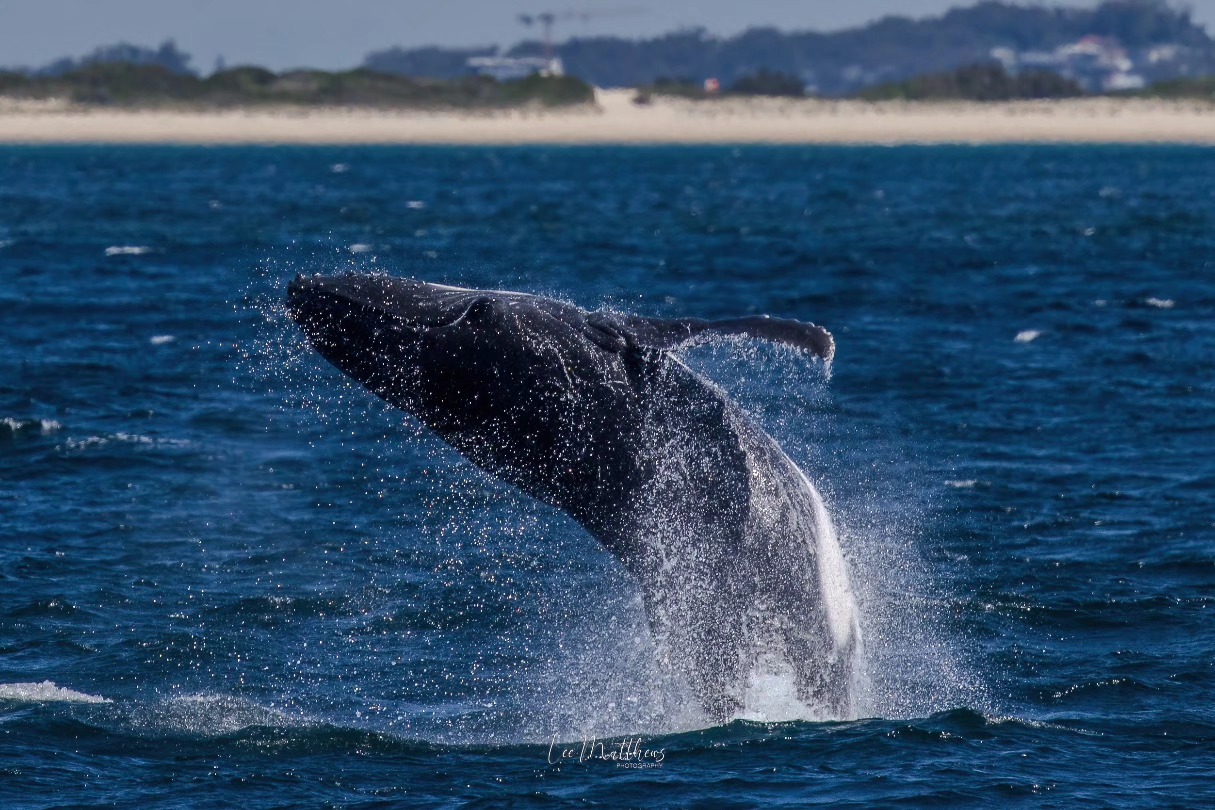 Whale breaching in ocean near shore, with distant land visible in background.
