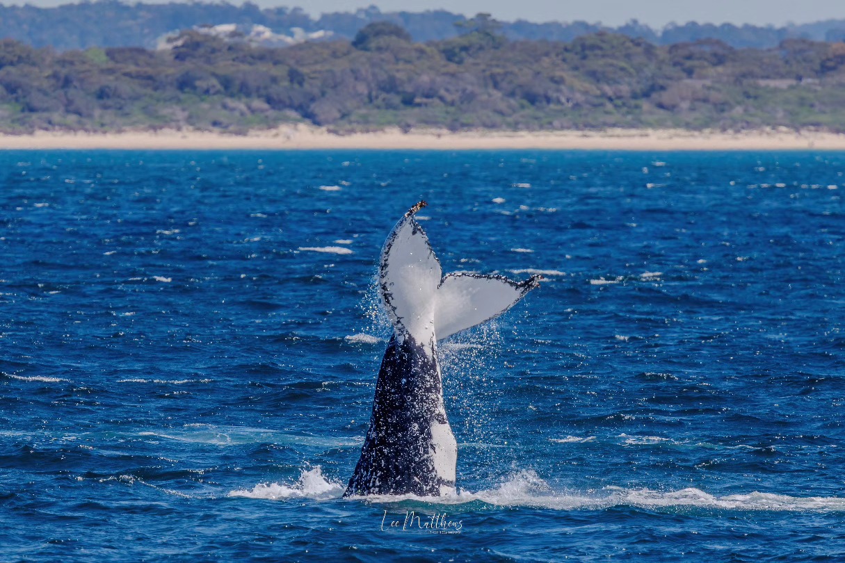 Whale tail emerging from ocean near coastline, splashing water.