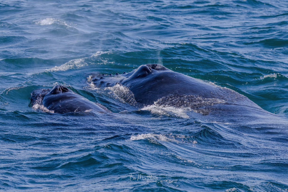 Two whales, possibly a mother and calf, swimming close together in the ocean.